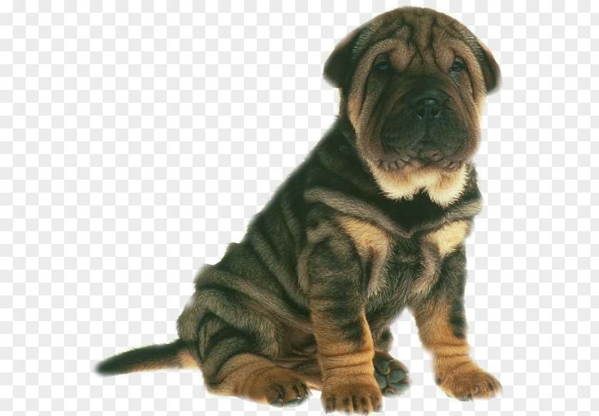 Animation Shar Pei Clip Art PNG