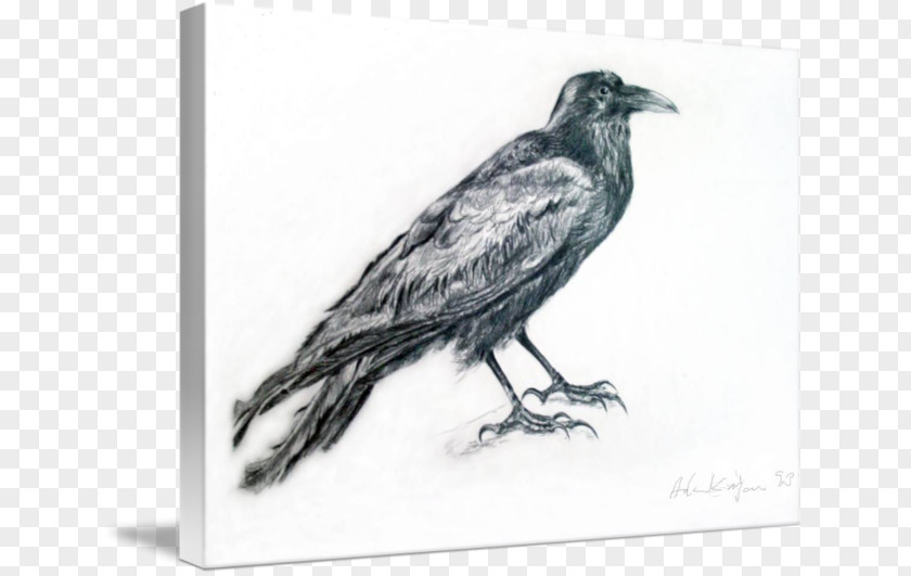 Crow American Common Raven Drawing /m/02csf White PNG