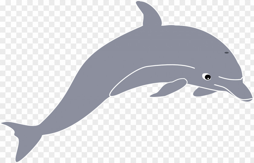Dolphin Spinner Common Bottlenose Clip Art PNG