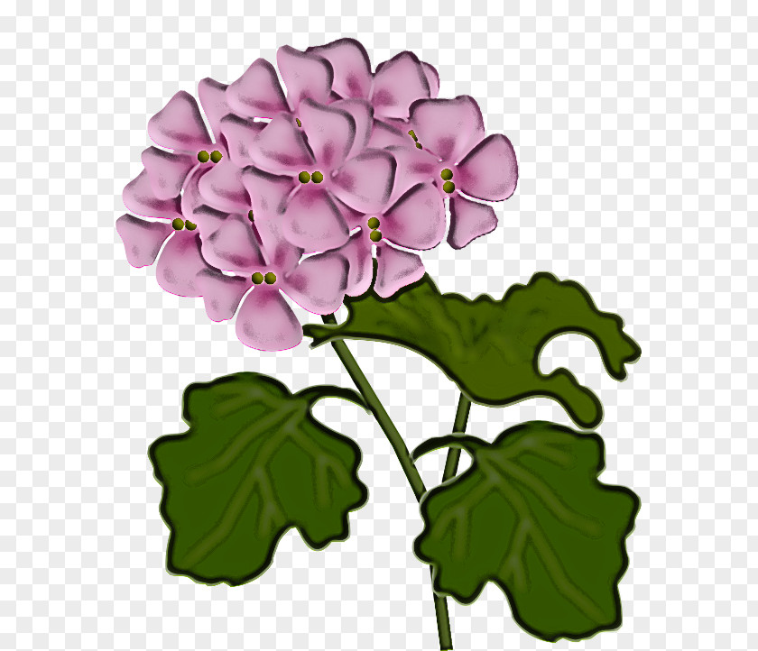 Flower Petal Plant Violet Purple PNG