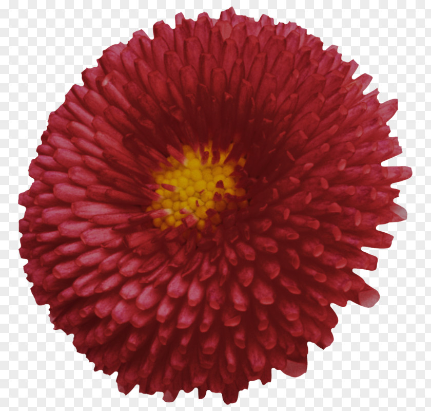 Flowers For Chrysanthemum Transvaal Daisy Cut Russia PNG