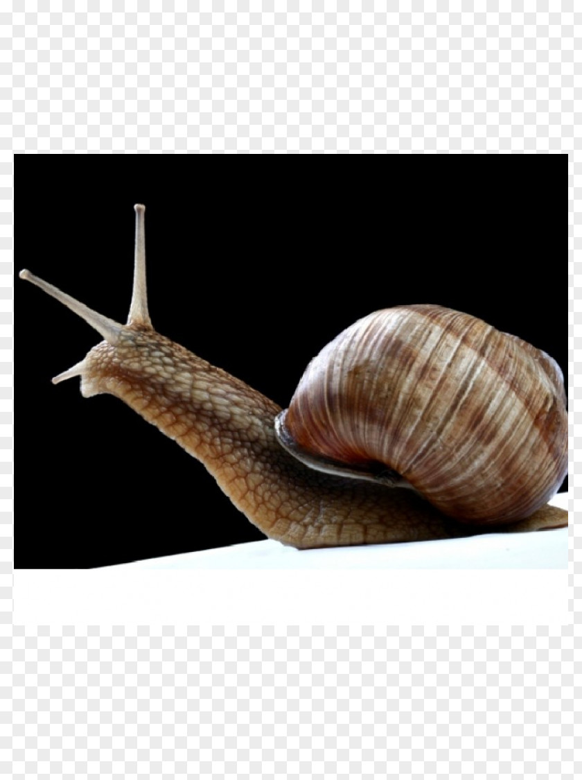 Snail Sea Schnecken Conchology PNG