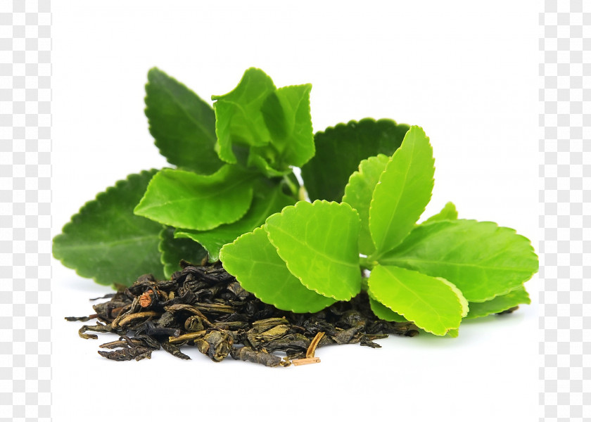 Tea Green Matcha Organic Food Masala Chai PNG