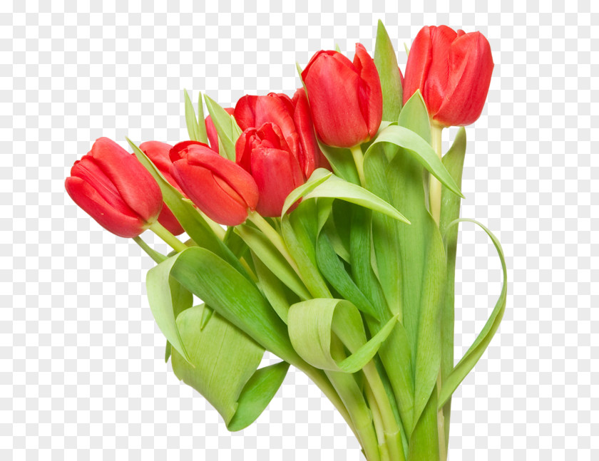 Tulip Flower Bouquet Clip Art PNG