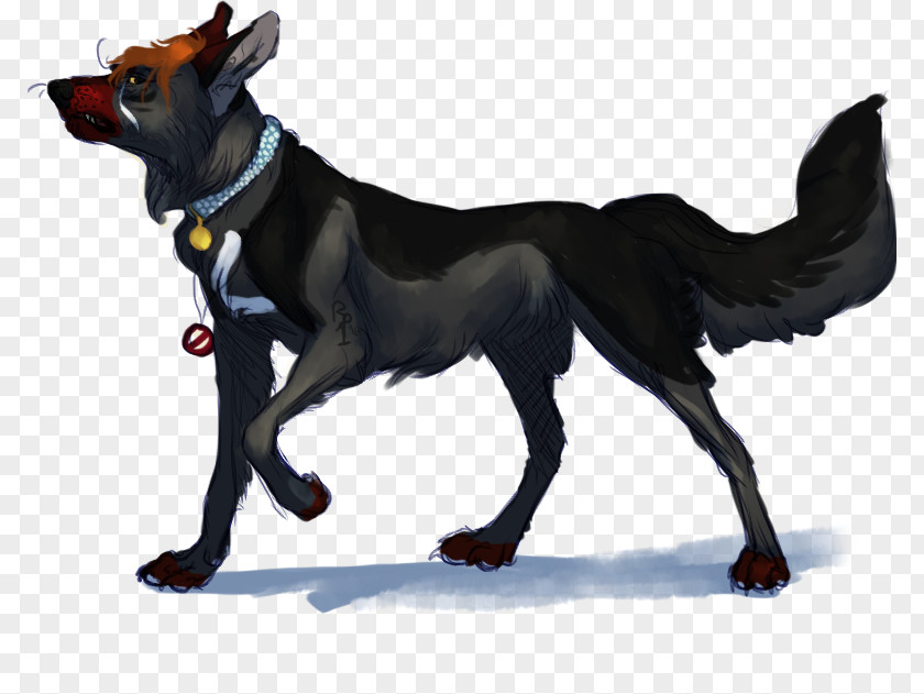 Australia Australian Kelpie Dog Breed Razas Nativas Vulnerables PNG