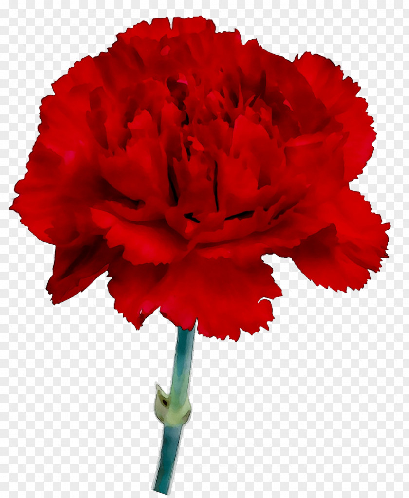 Carnation Cut Flowers Plant Stem Plants PNG