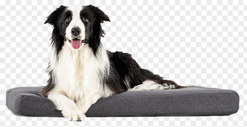 Cat Dog Breed Border Collie Rough Pet PNG