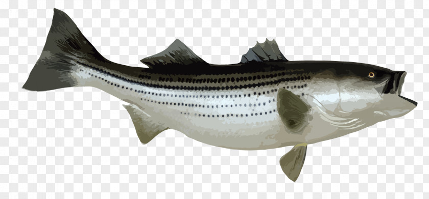 Fishing Striped Bass Bony Fishes PNG