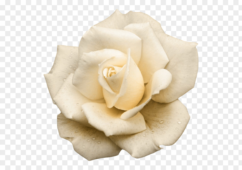 Flower Garden Roses Fairy-Tale Flowers Clip Art PNG