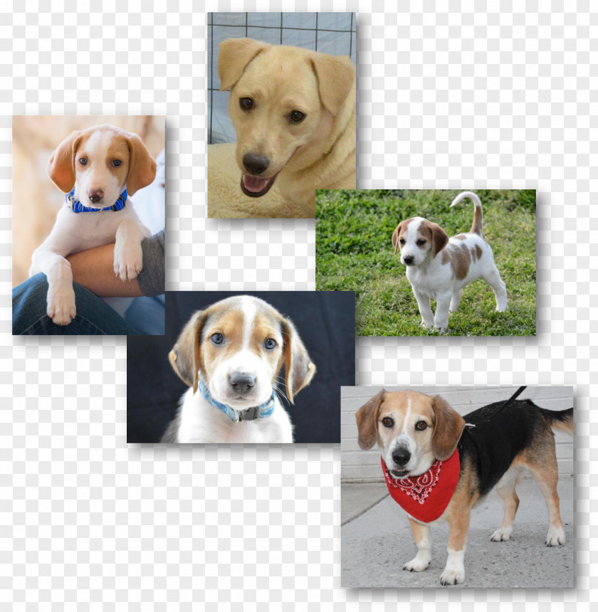 Harrier English Foxhound American Beagle Treeing Walker Coonhound PNG