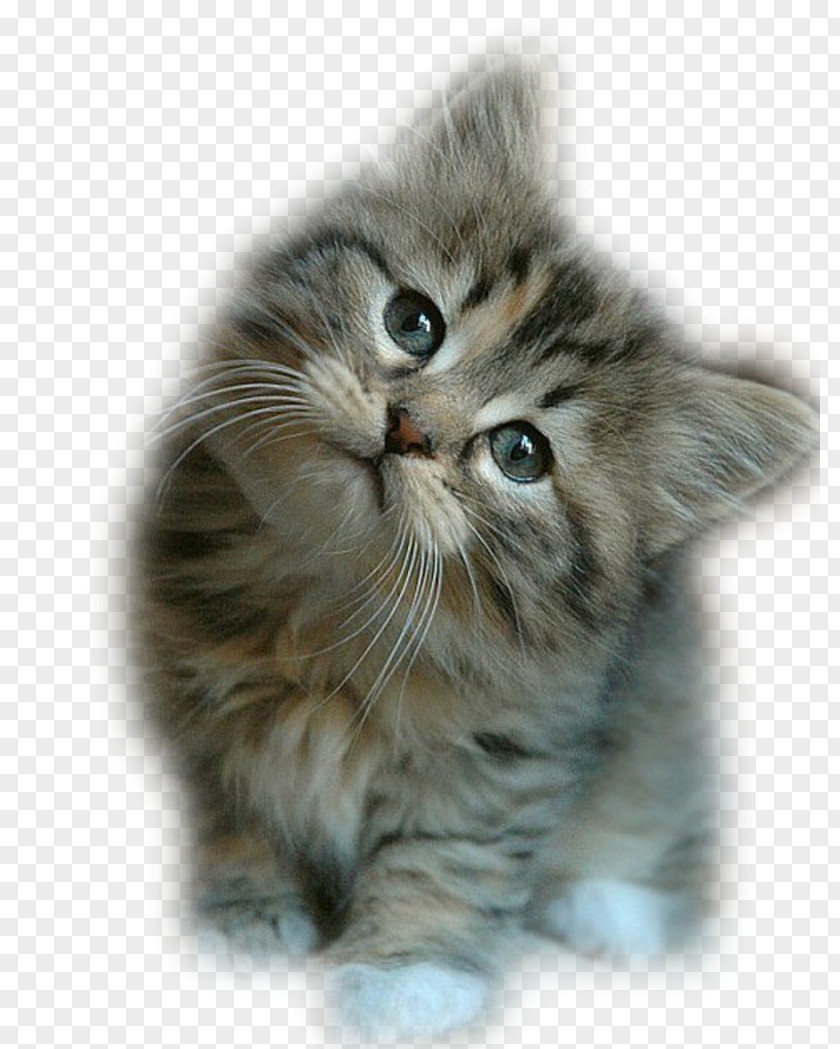 Kitten Ragdoll Puppy Wildcat Dog PNG