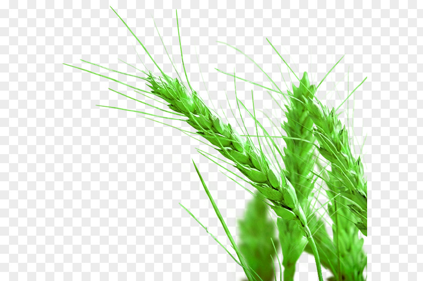 Rice,Rice,paddy Rice Gadu Paddy Field PNG