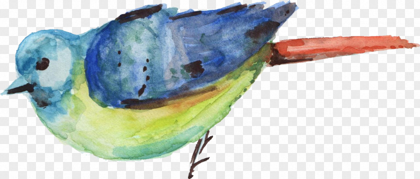 Watercolor Animal Bird Painting PNG