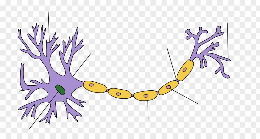 Brain Lower Motor Neuron Soma Upper PNG