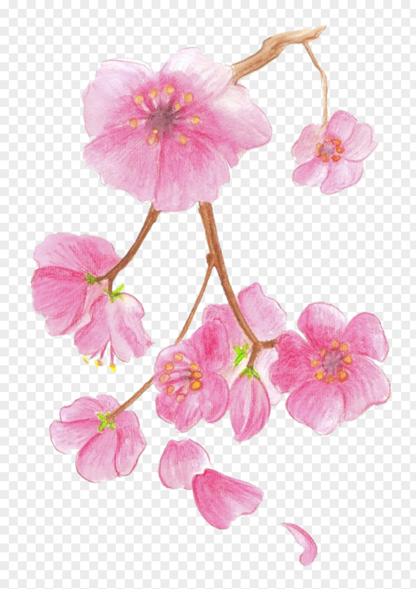 Cherry Blossoms Blossom Drawing Paper Watercolor Painting PNG