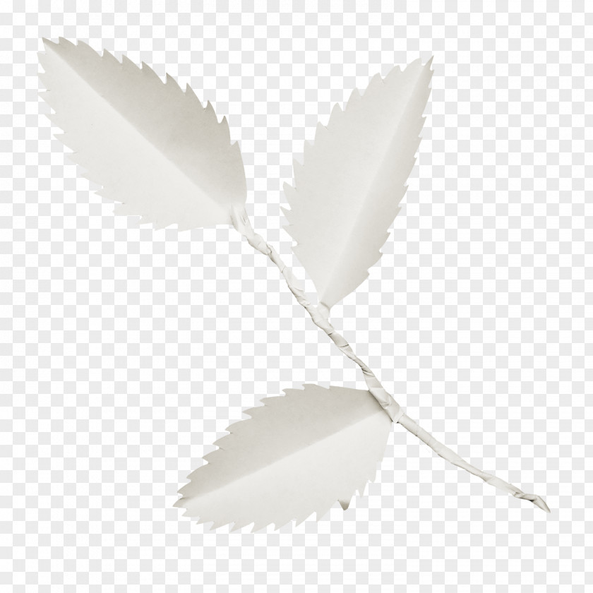 Foliage Leaf PNG