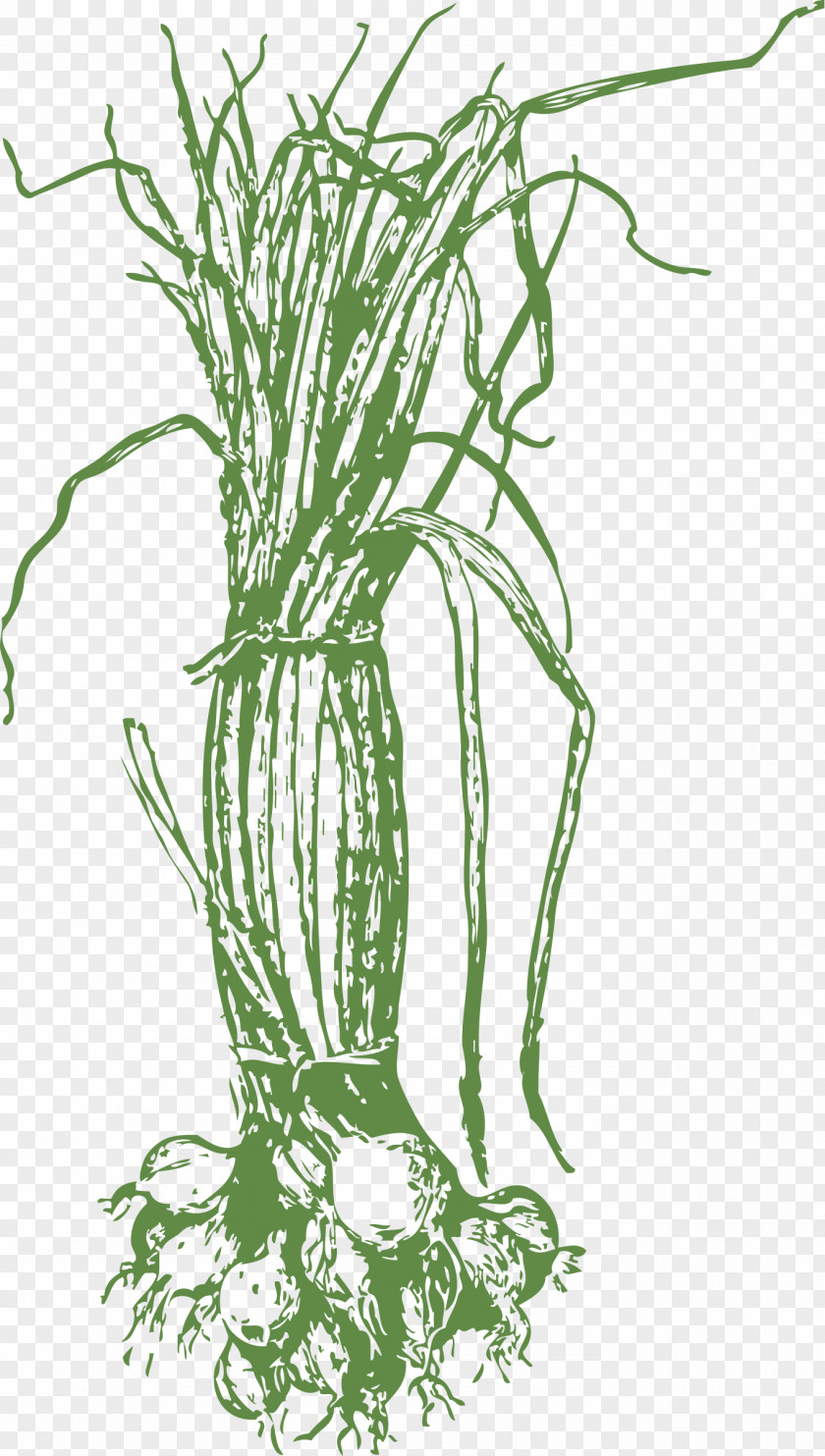 Onion Drawing Clip Art PNG