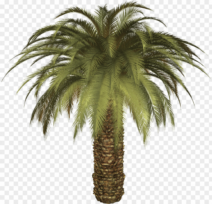 Palm Tree Arecaceae Date Phoenix Canariensis PNG