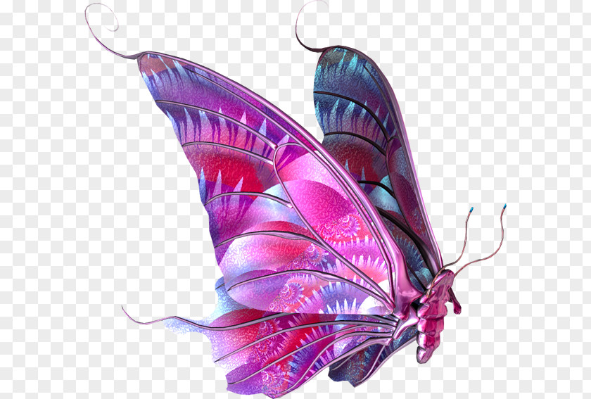 Butterfly Clip Art PNG