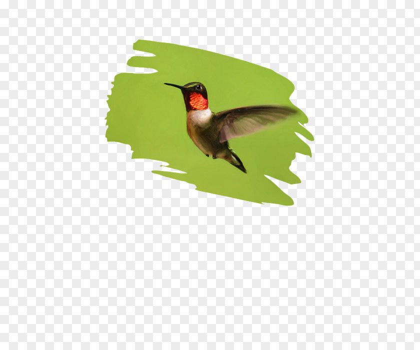 Defender Hummingbird M Fauna Beak PNG