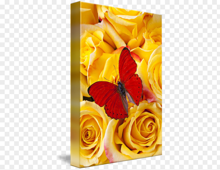 Glossy Butterflys The Perfect Butterfly Yellow Rose Monarch PNG