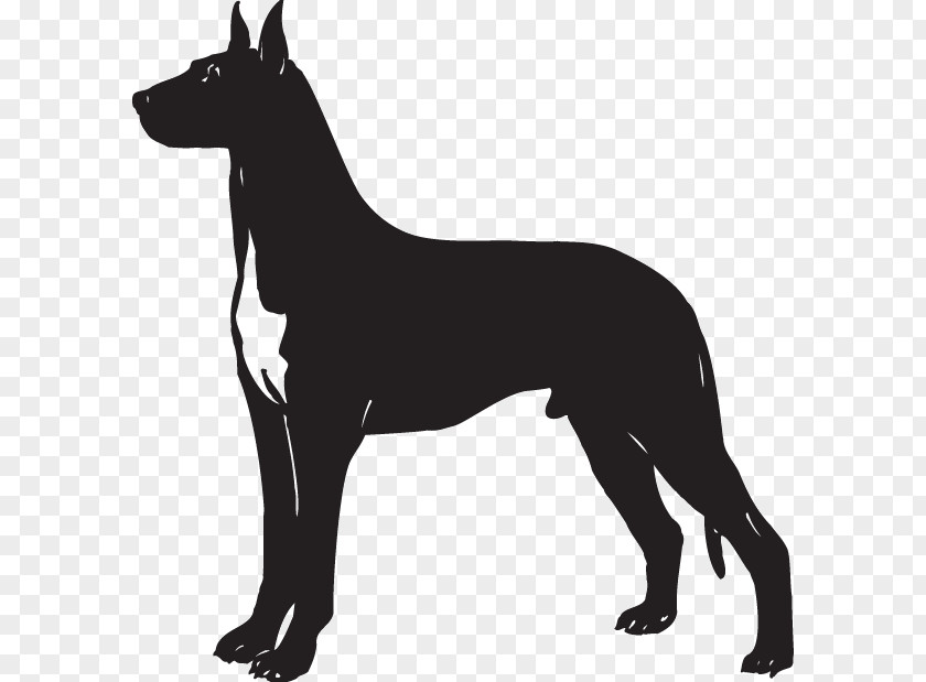 Great Dane Graphics German Pinscher Giant Schnauzer Clip Art PNG