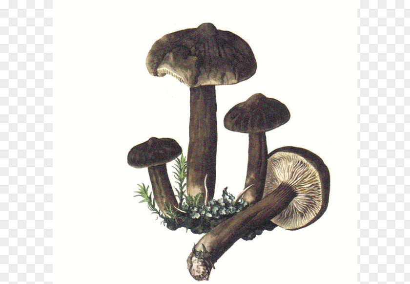Mushroom Edible Lactarius Torminosus Deliciosus Fungus PNG