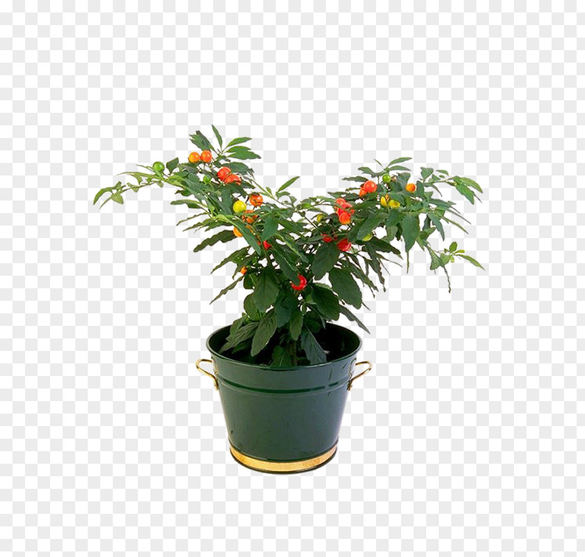 Plant Houseplant Flowerpot PNG