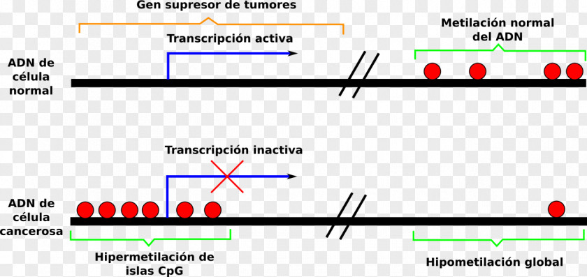 Promotoras DNA Methylation Epigenetics CpG Island PNG