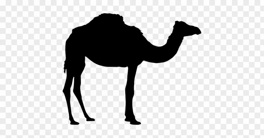 Silhouette Dromedary Bactrian Camel Clip Art PNG