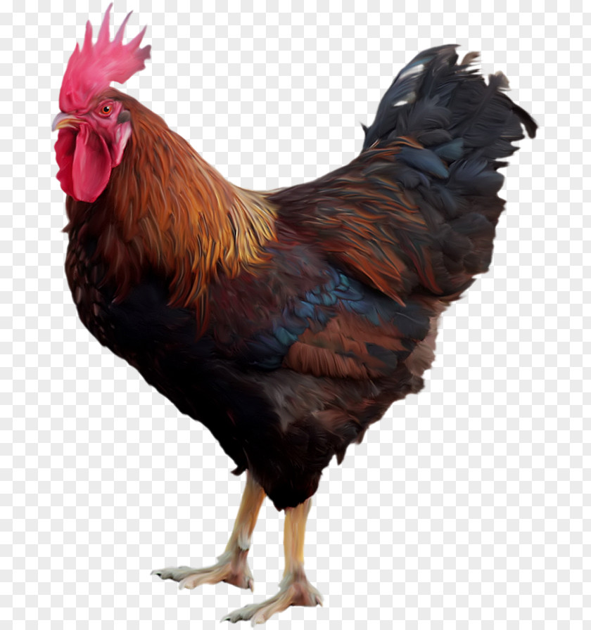 Chicken Rooster Clip Art PNG