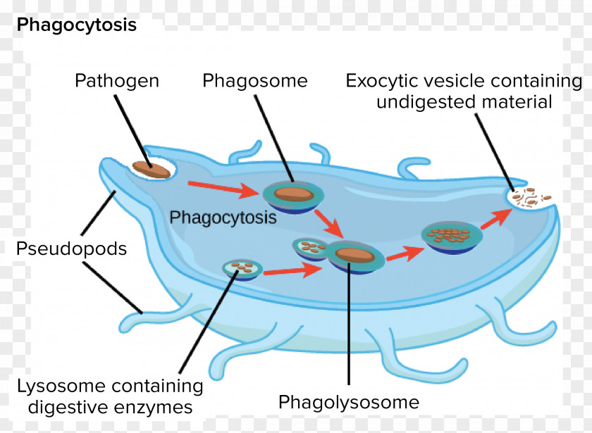 Endomembrane System Golgi Apparatus Lysosome Cell Organelle PNG