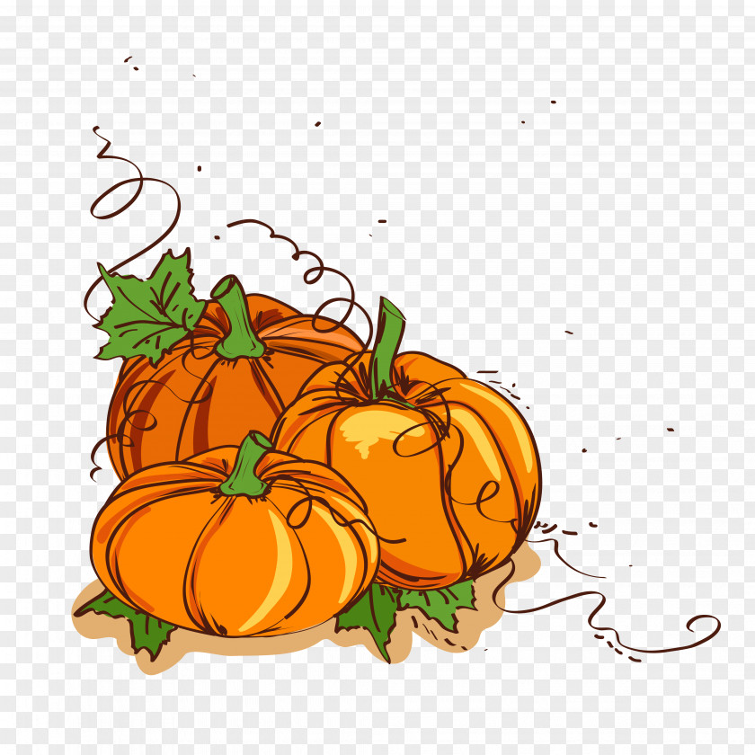 Painted Thanksgiving Pumpkin Vector Illustration Material Dinner Clip Art PNG
