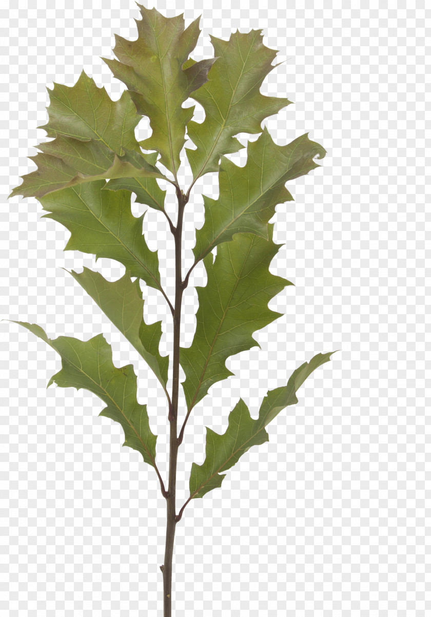 Woody Plant Scarlet Oak Plane PNG