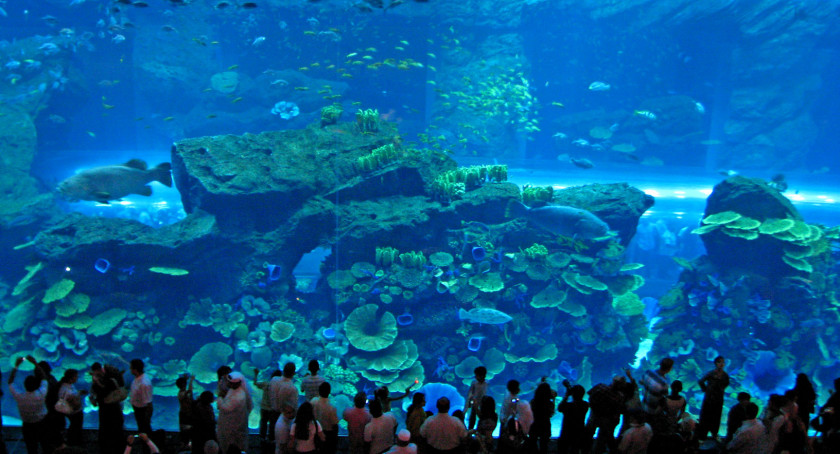 Aquarium The Dubai Mall Burj Khalifa Marina Of Emirates & Underwater Zoo PNG