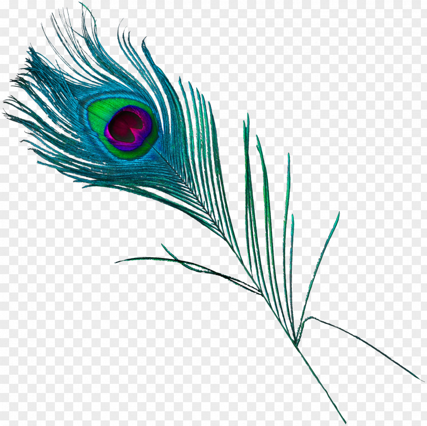 Beautiful Peacock Feathers Feather Peafowl PNG