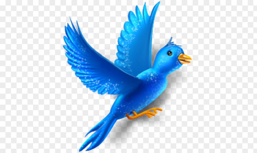 Bird Flight Animal PNG