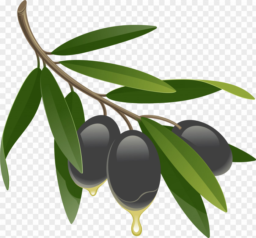 Black Olives Olive Oil Fluid Ounce PNG