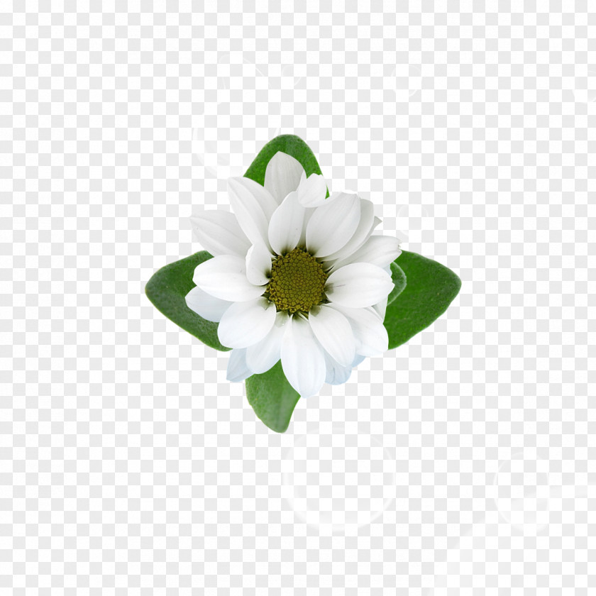 Chrysanthemum Bloom Flower Floral Design PNG