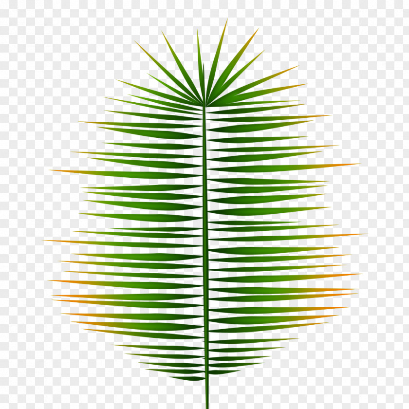 Line Asian Palmyra Palm Grasses Leaf Symmetry PNG