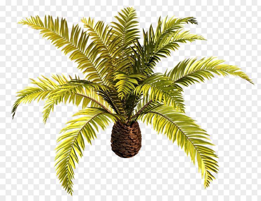 PALMERAS Arecaceae Tree Coconut Clip Art PNG
