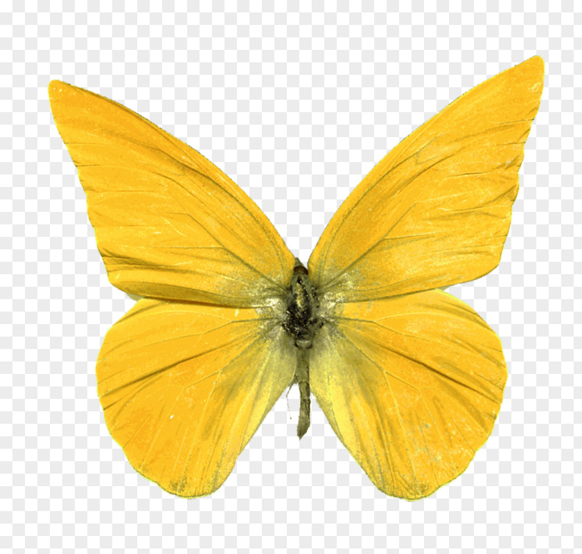 Peacefully Butterfly Digital Image Clip Art PNG