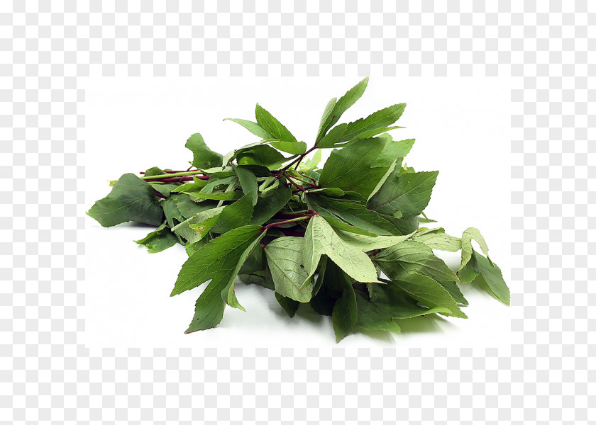 Vegetable Gongura Indian Cuisine Leaf Coriander Telugu PNG