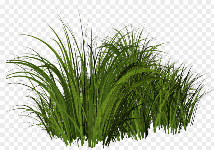 Cartoon Grass Thepix Clip Art PNG