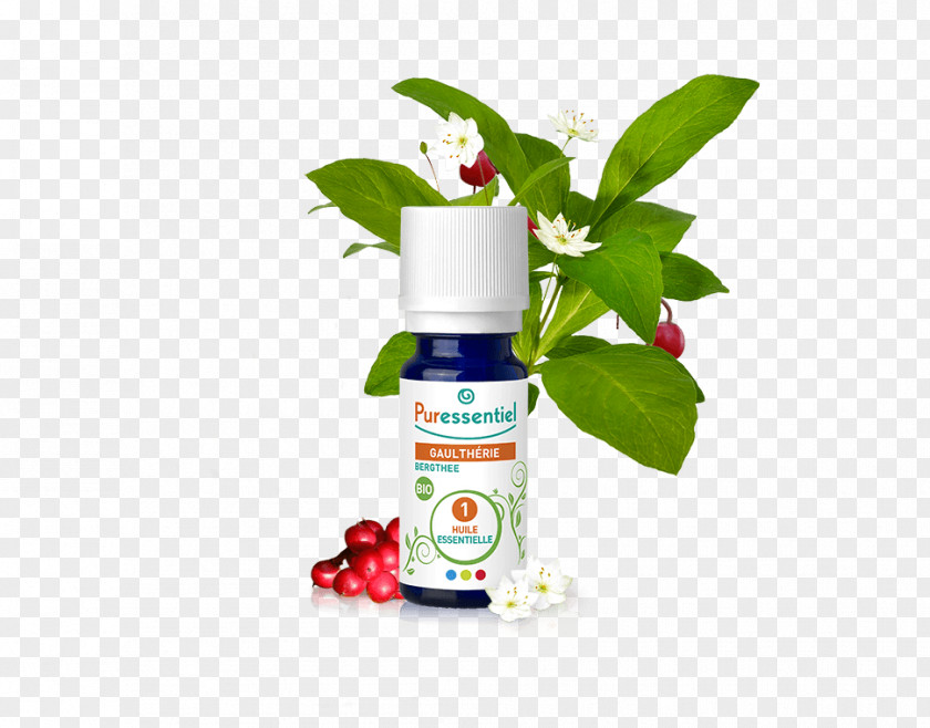Oil Essential American Wintergreen Ravensara Aromatica Aromatherapy PNG