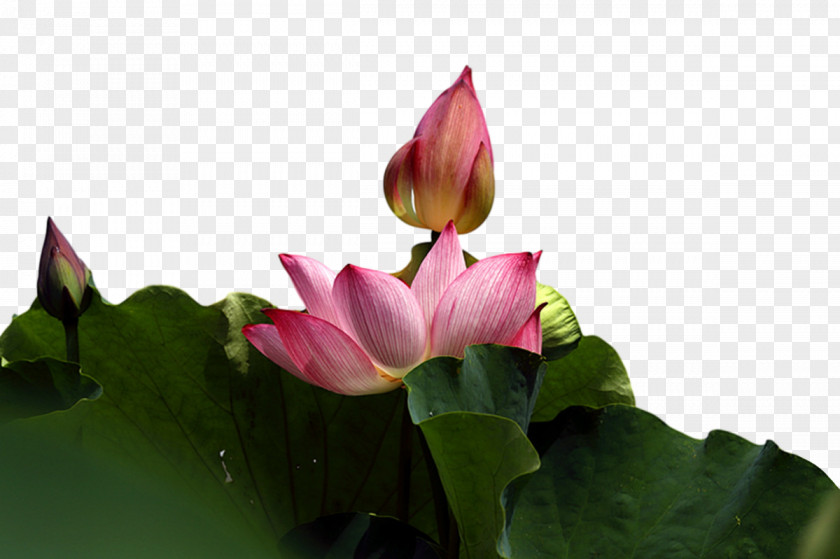Sacred Lotus Leaf Nelumbonaceae Petal Flora PNG