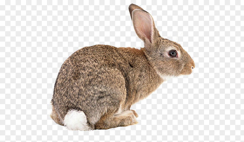 Bad Bunny Flemish Giant Rabbit Rex Hare PNG
