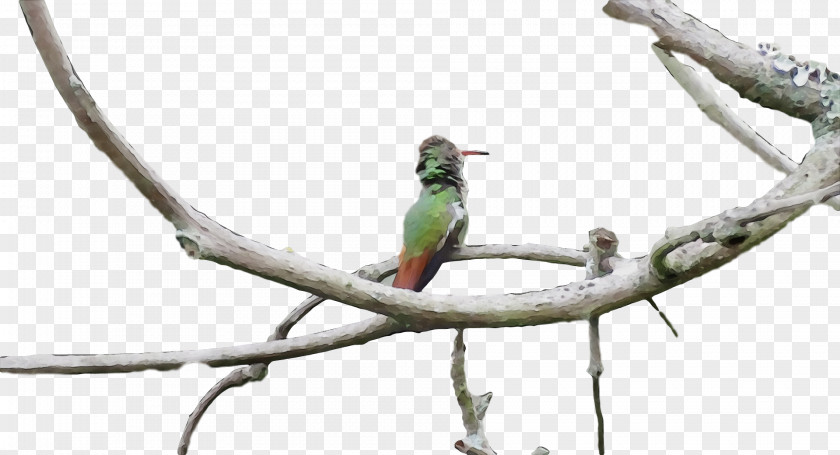 Bird Branch Beak Coraciiformes Parakeet PNG