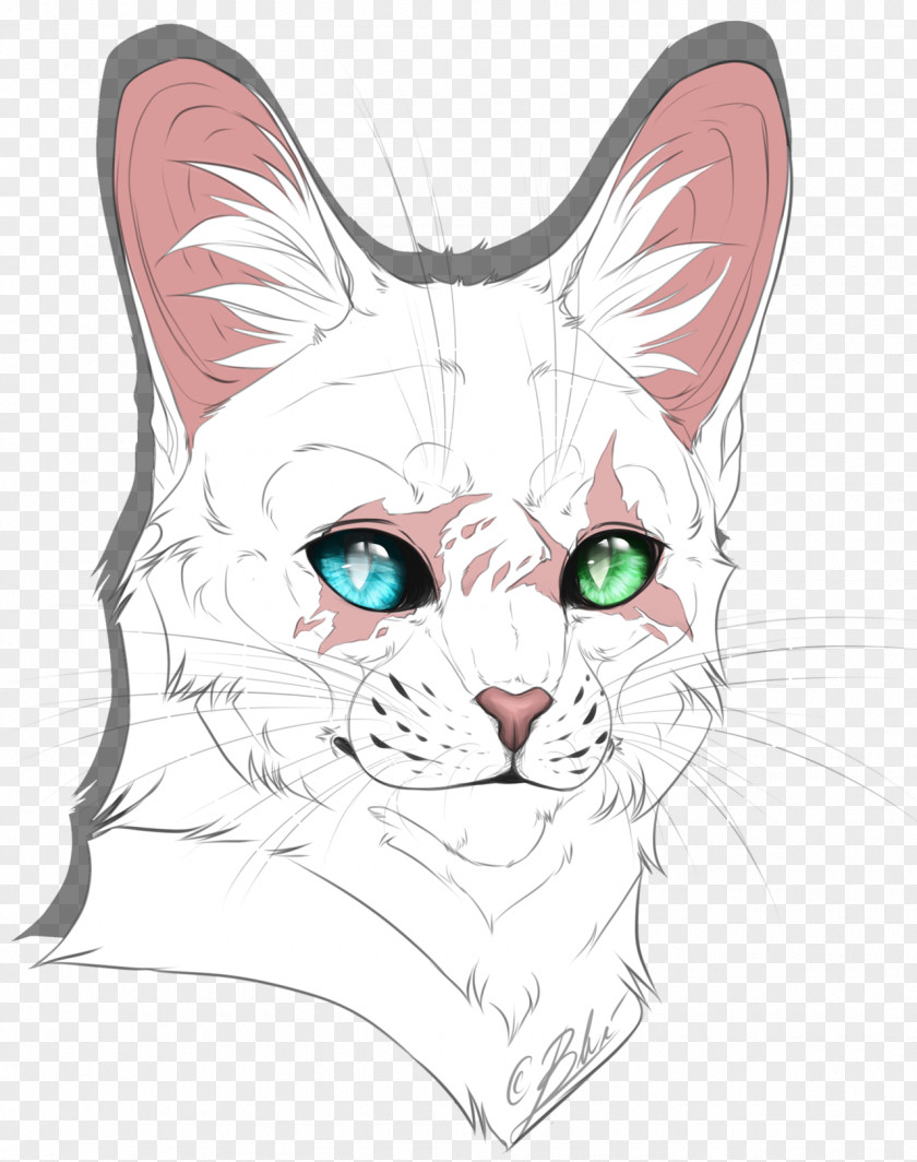 Cat Whiskers Domestic Short-haired Tabby Sketch PNG