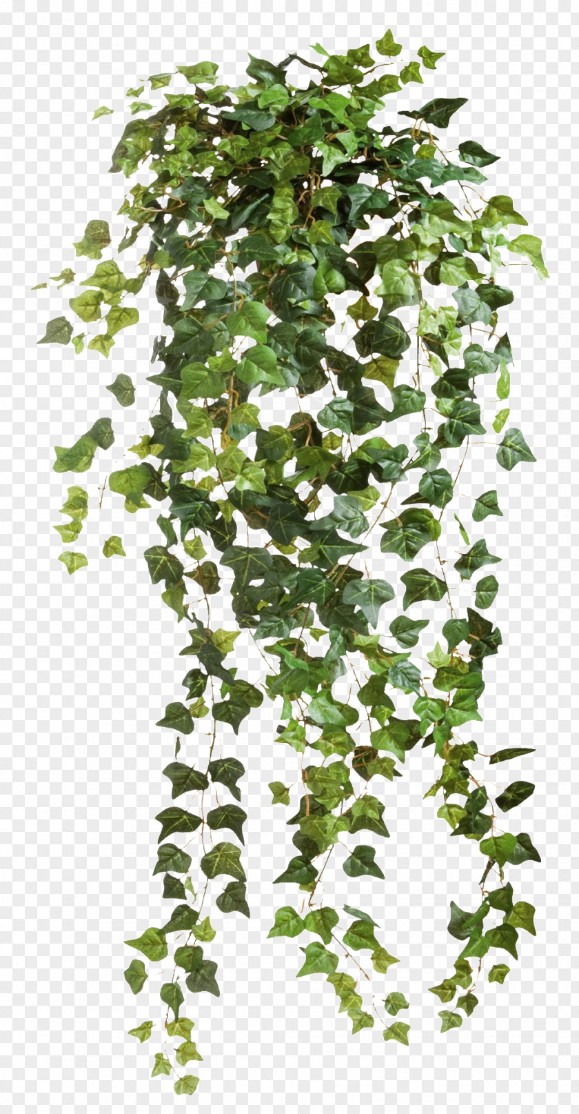 Creative Valentine's Day Common Ivy Vine PNG